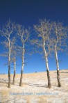 aspens, tree, trees, forest, Colorado Springs, Colorado, win